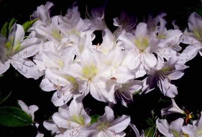 White Azaleas by Helen White